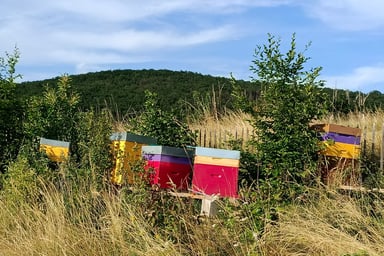 Les ruches de Line-Marie