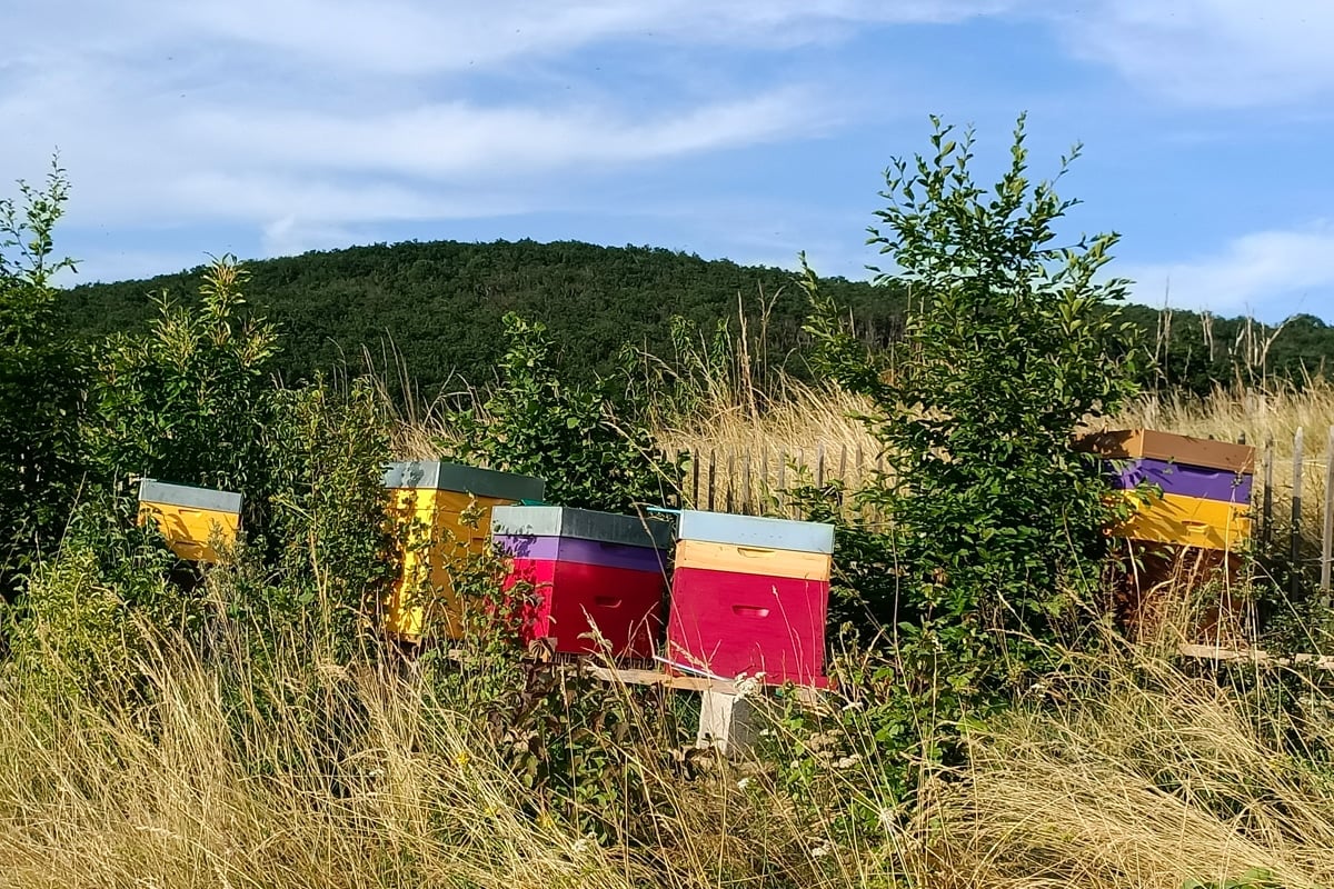 Les ruches de Line-Marie
