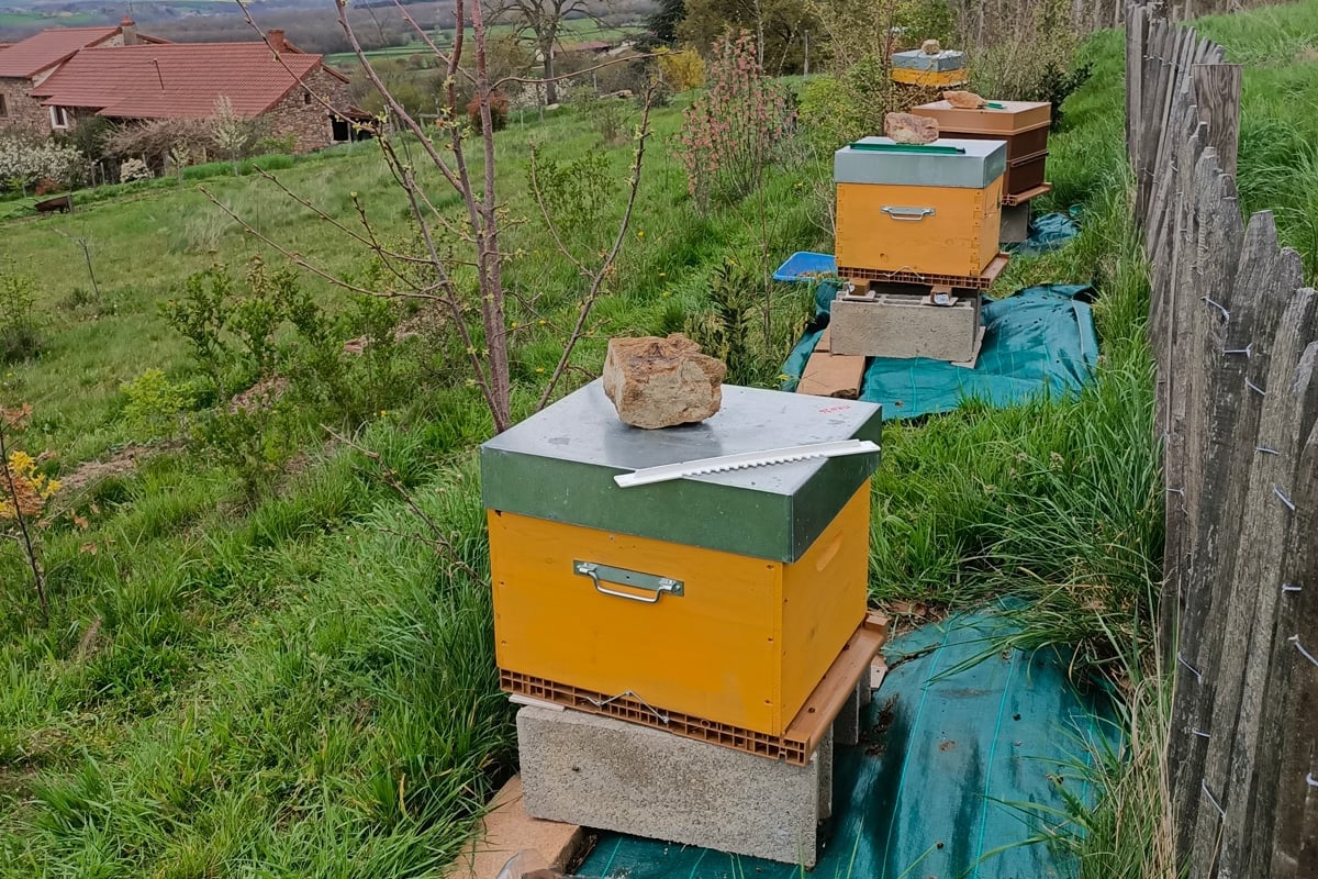 Les ruches de Line-Marie