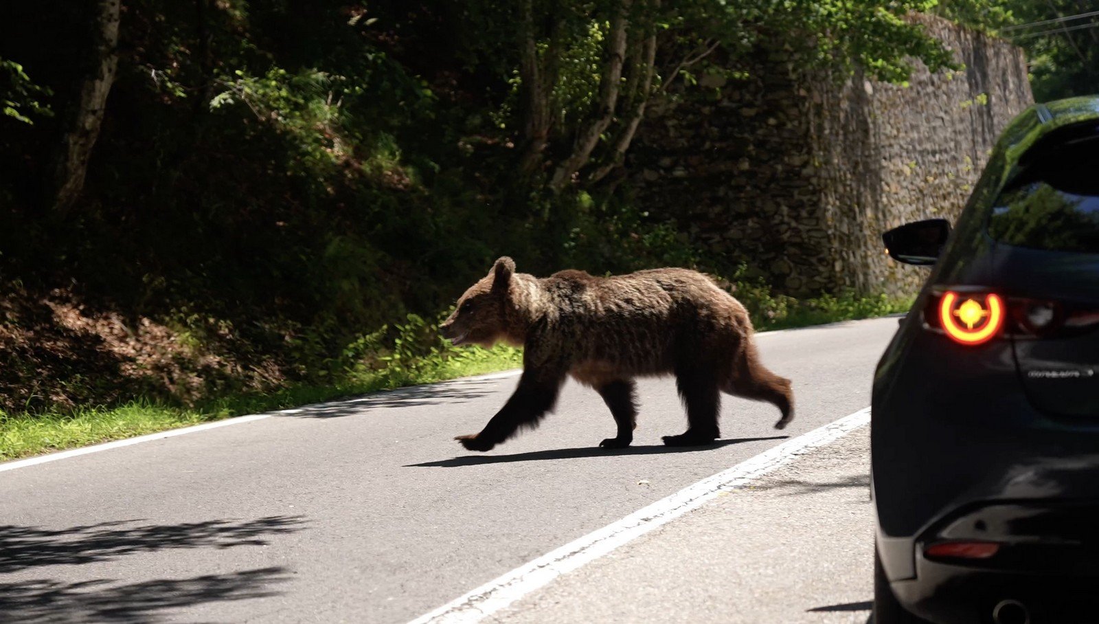 Des ours partout : la face sombre de la Transfagarasan
