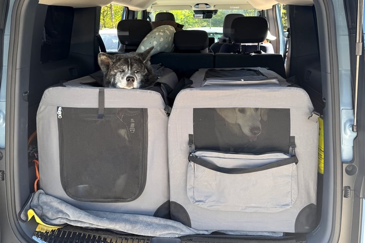 Les deux chiens dans le coffre du Kia PV5