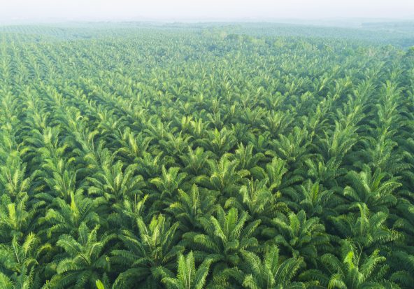 Biodiesel : Total va importer 450.000 tonnes d’huile de palme par an