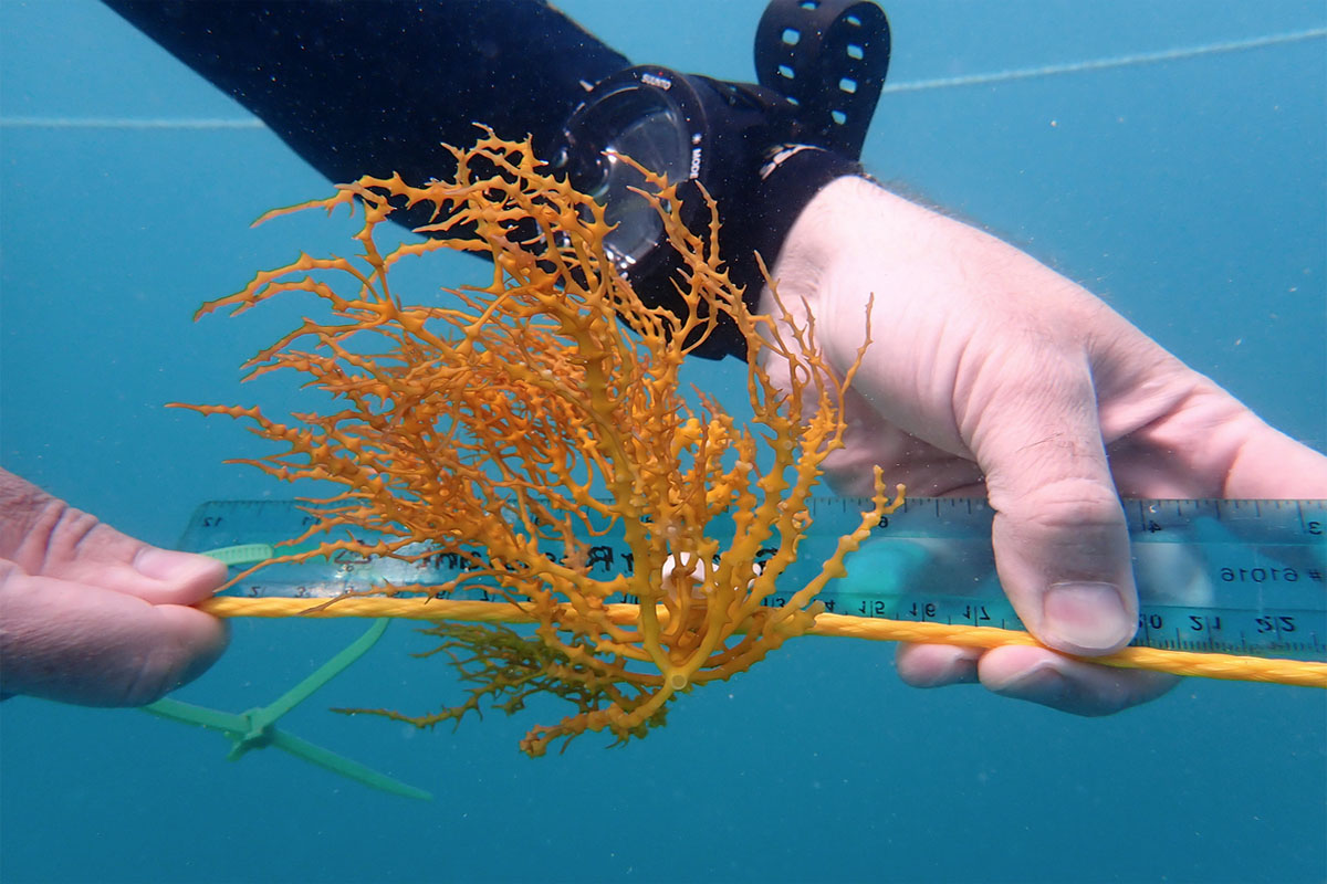 Culture d'algues par le laboratoire de biologie marine de Woods Hole